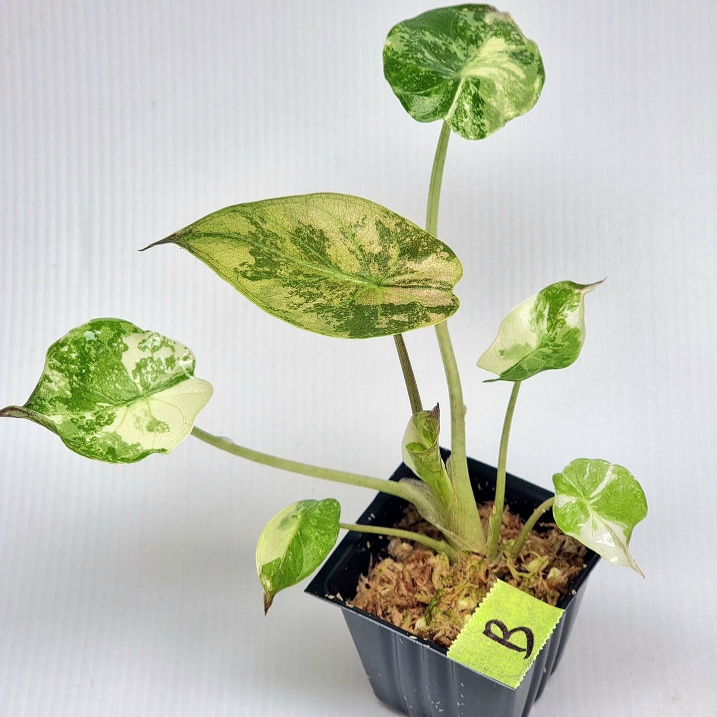 Alocasia wentii Albo/Pink Variegated