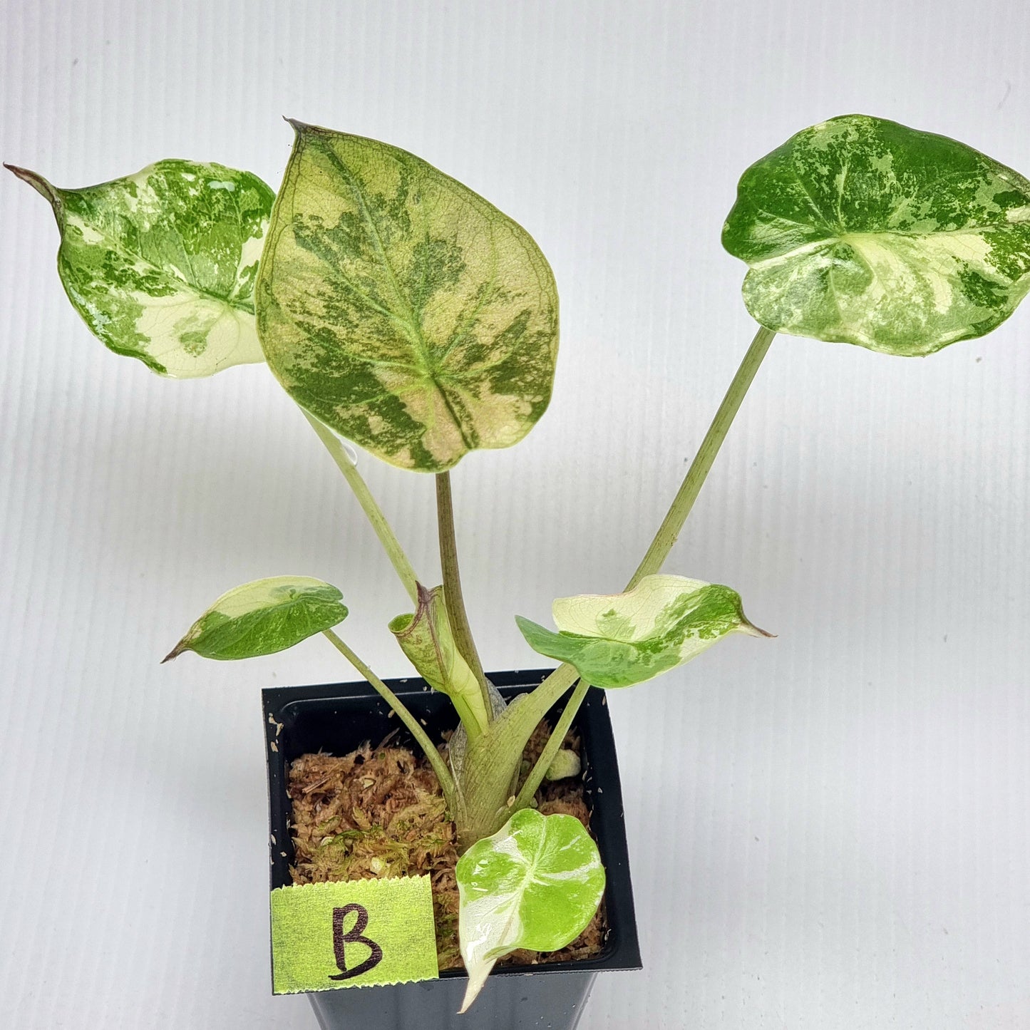 Alocasia wentii Albo/Pink Variegated
