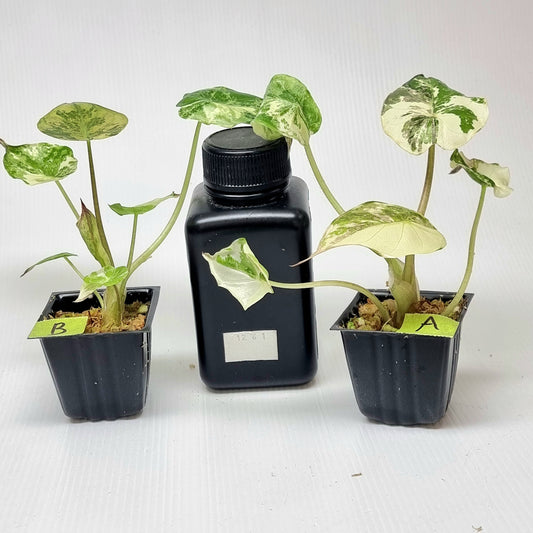 Alocasia wentii Albo/Pink Variegated