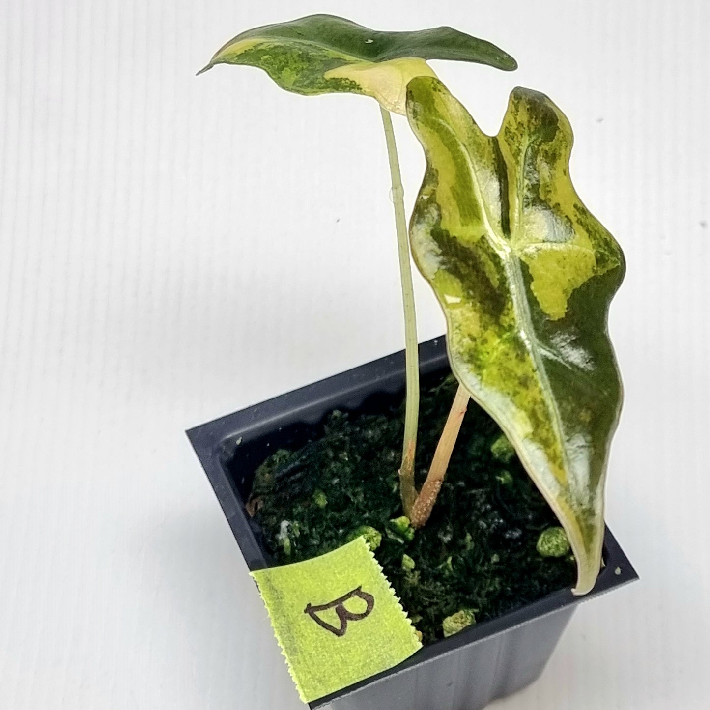 Alocasia sanderiana "Nobilis" Aurea Variegated
