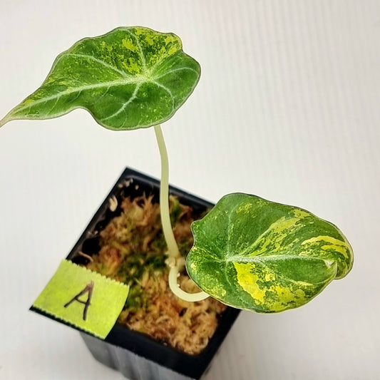Alocasia Black Velvet Gold Variegated