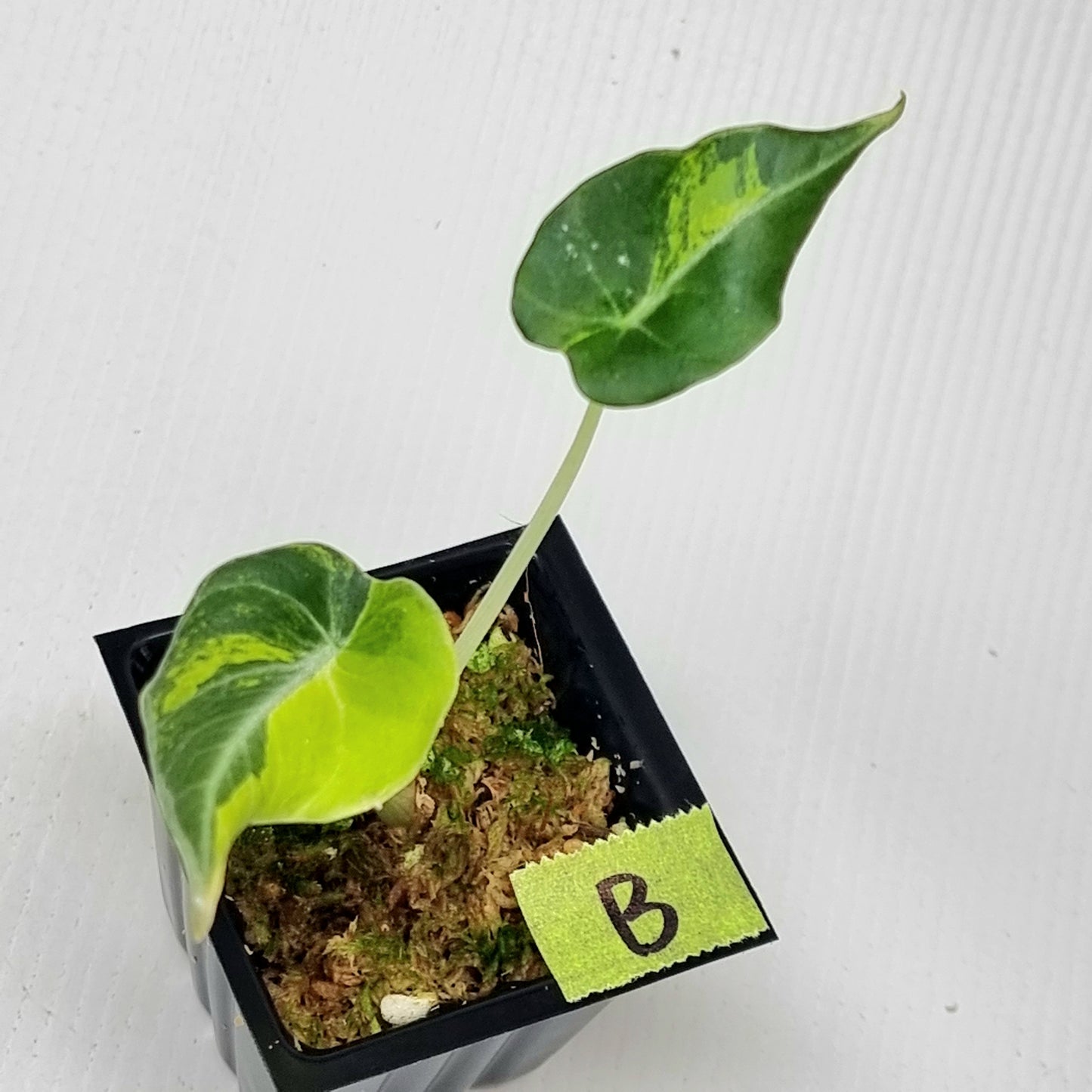 Alocasia Black Velvet Gold Variegated