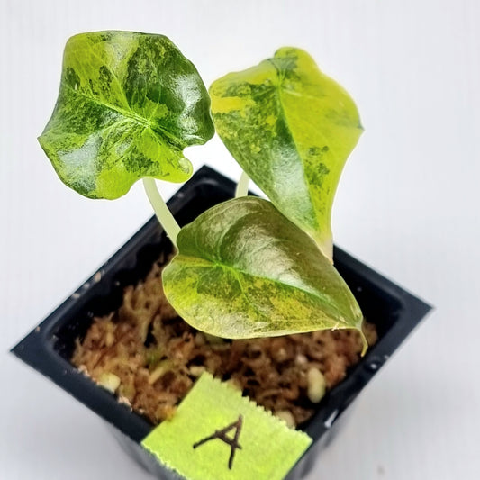 Alocasia Cuprea Latte (Aurea Variegated)