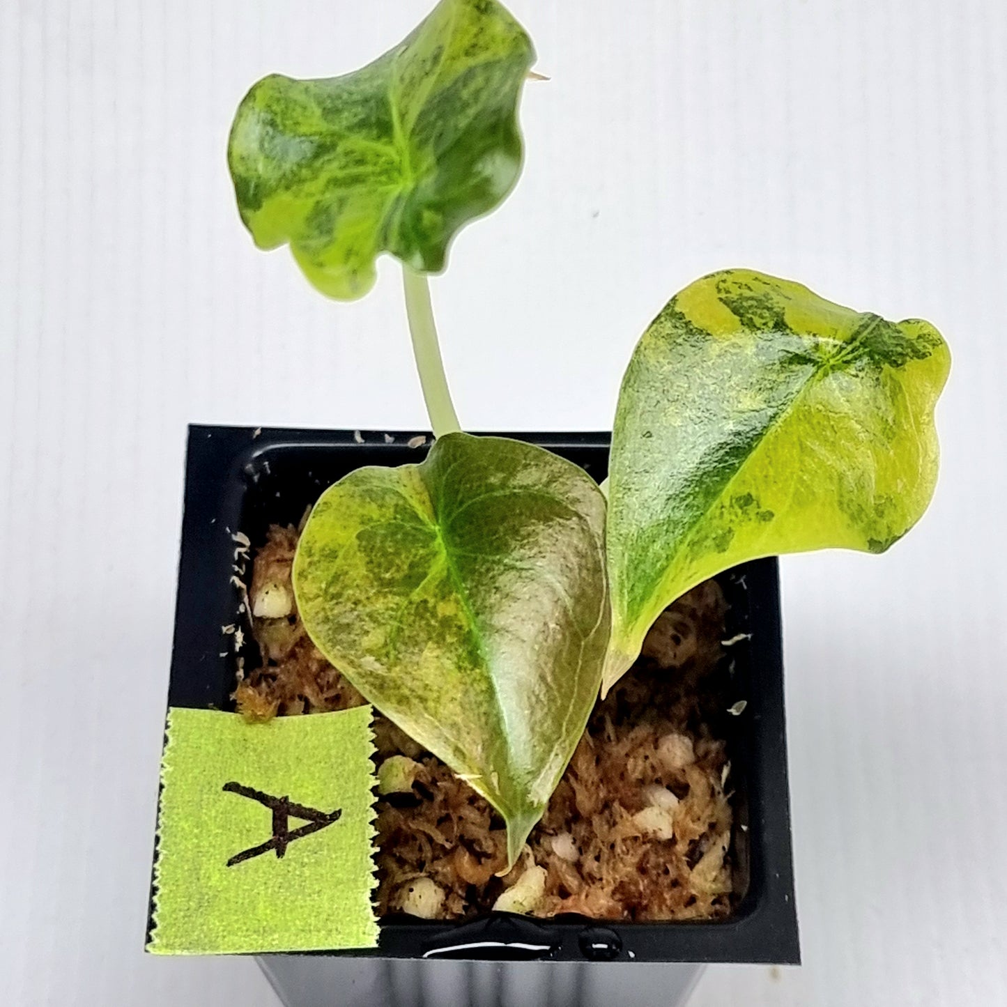 Alocasia Cuprea Latte (Aurea Variegated)