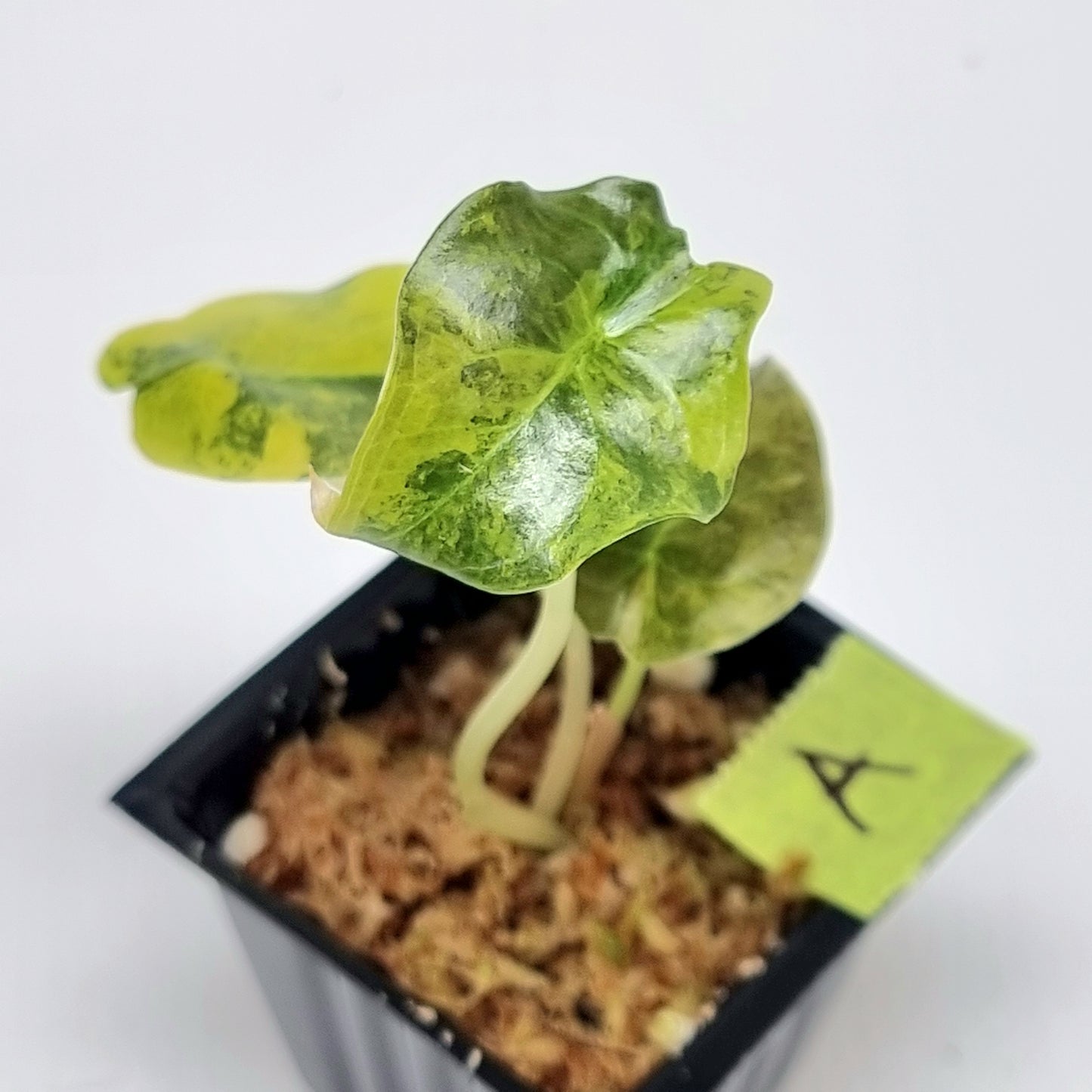 Alocasia Cuprea Latte (Aurea Variegated)