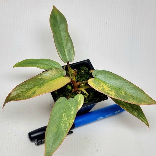 Philodendron atabapoense Pink Mint Variegated
