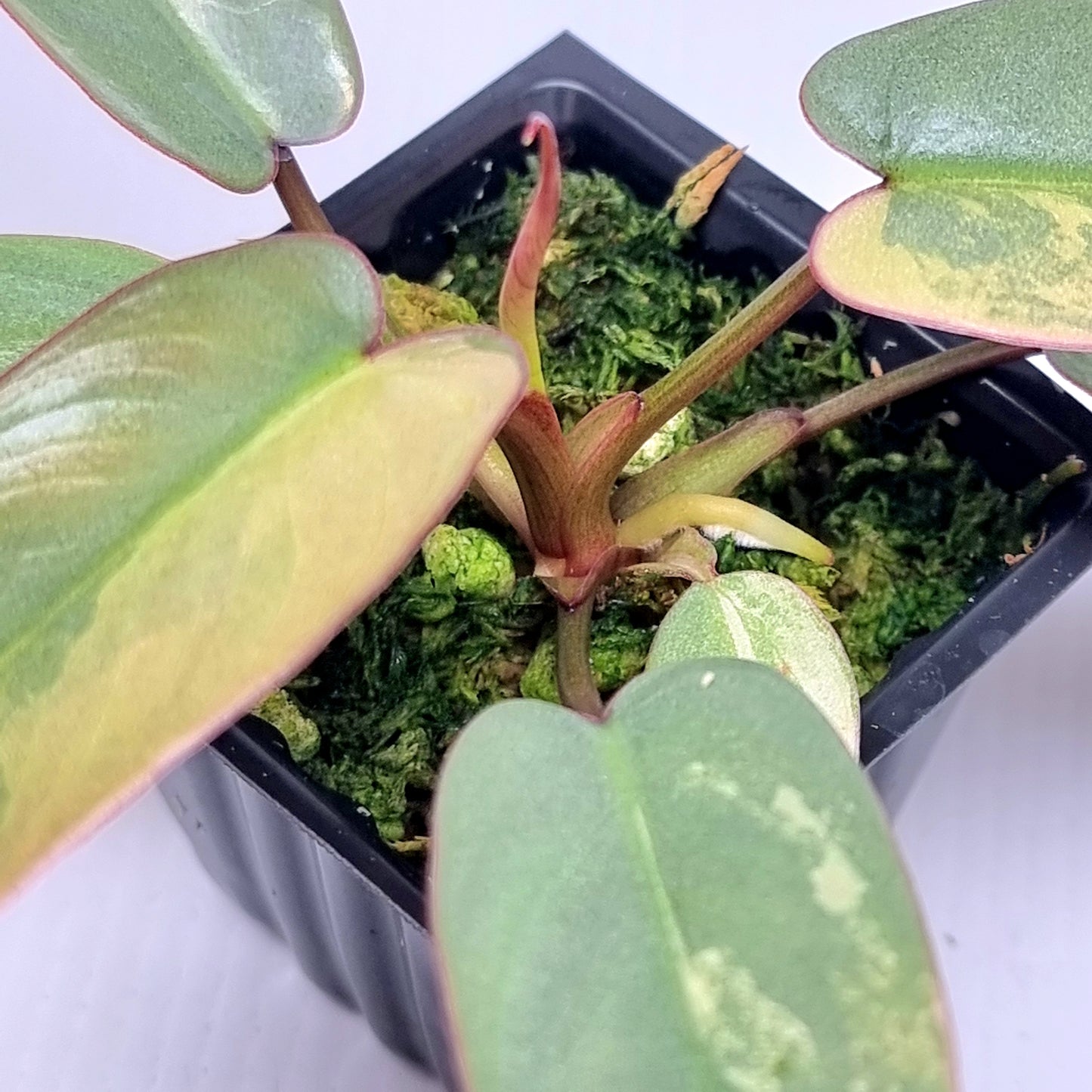 Philodendron atabapoense Pink Mint Variegated