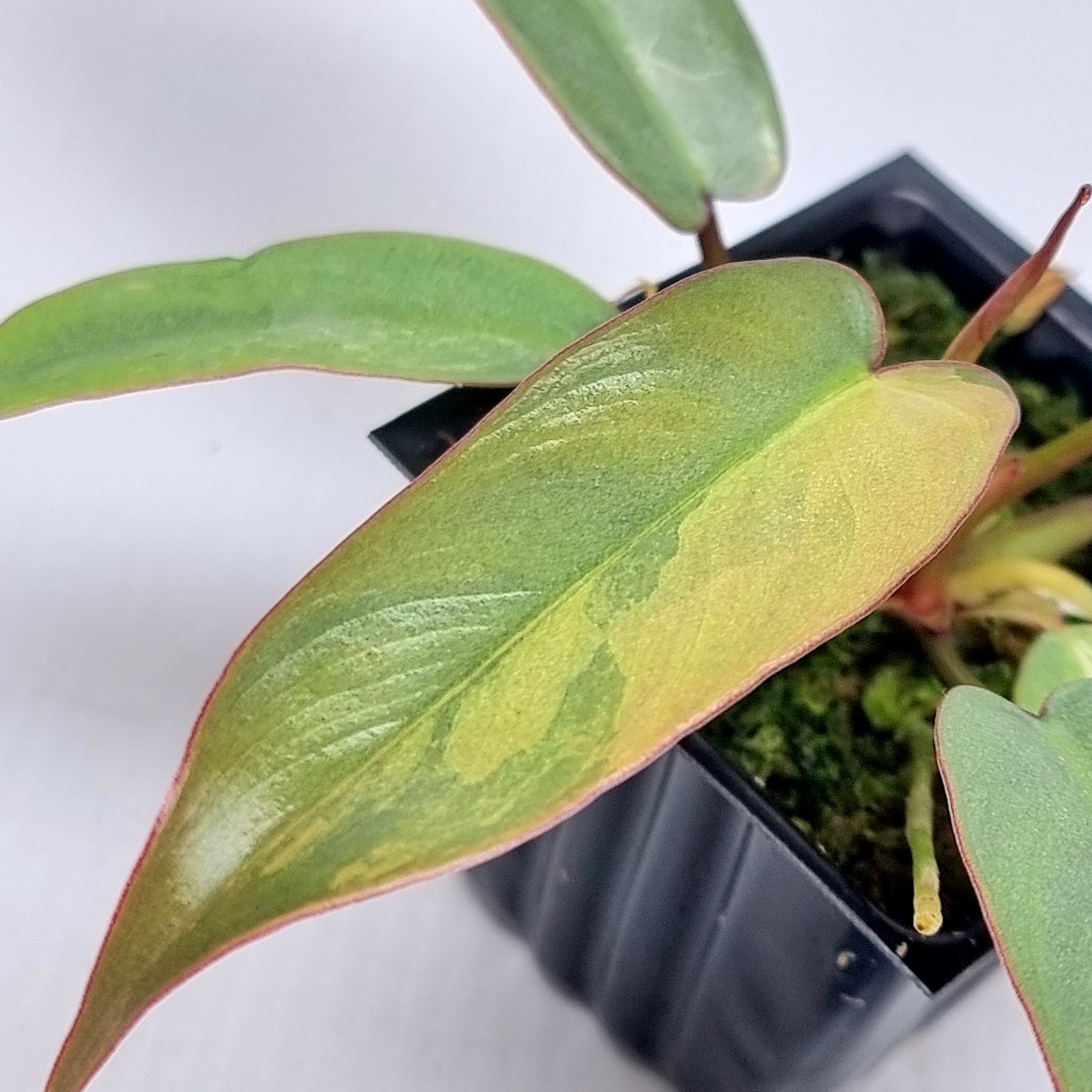 Philodendron atabapoense Pink Mint Variegated