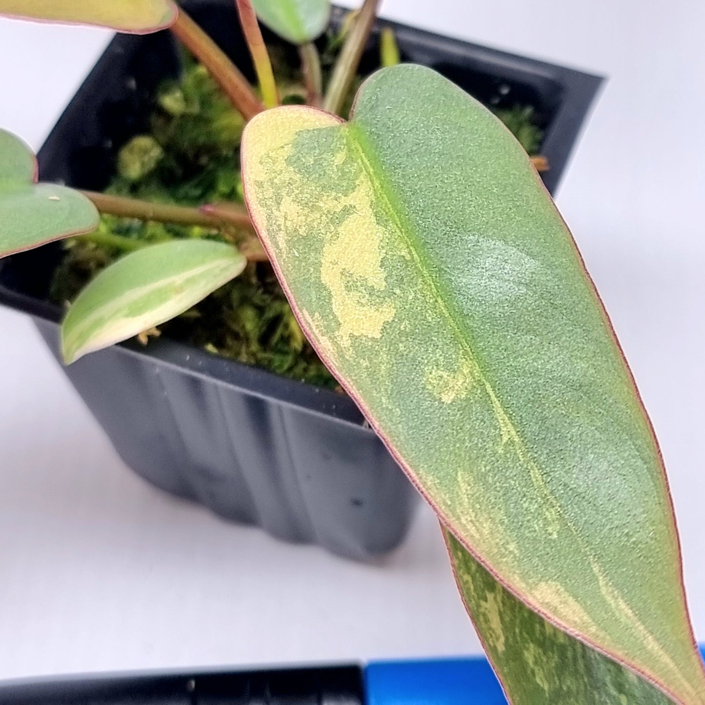 Philodendron atabapoense Pink Mint Variegated