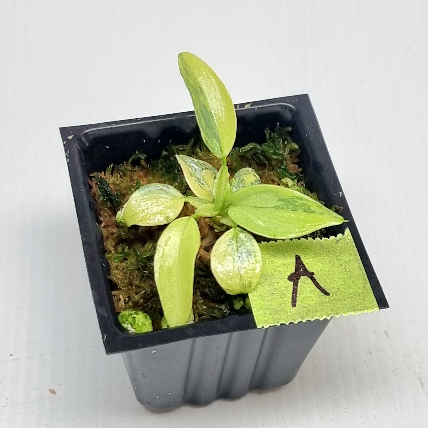 Philodendron Silver Sword Variegated