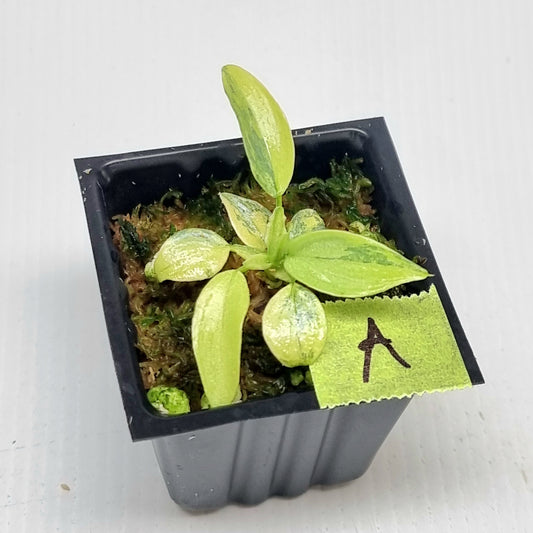 Philodendron Silver Sword Variegated