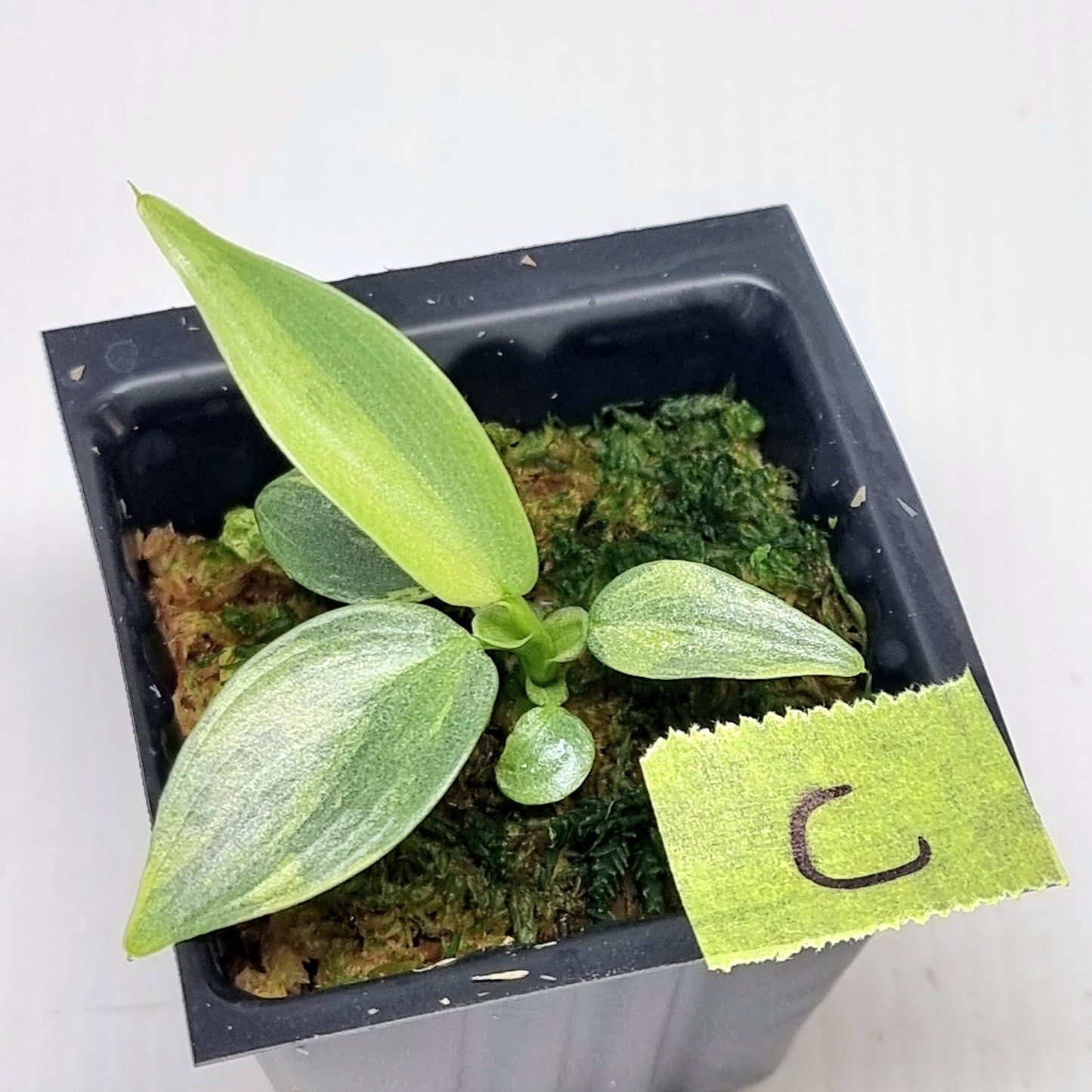 Philodendron Silver Sword Variegated