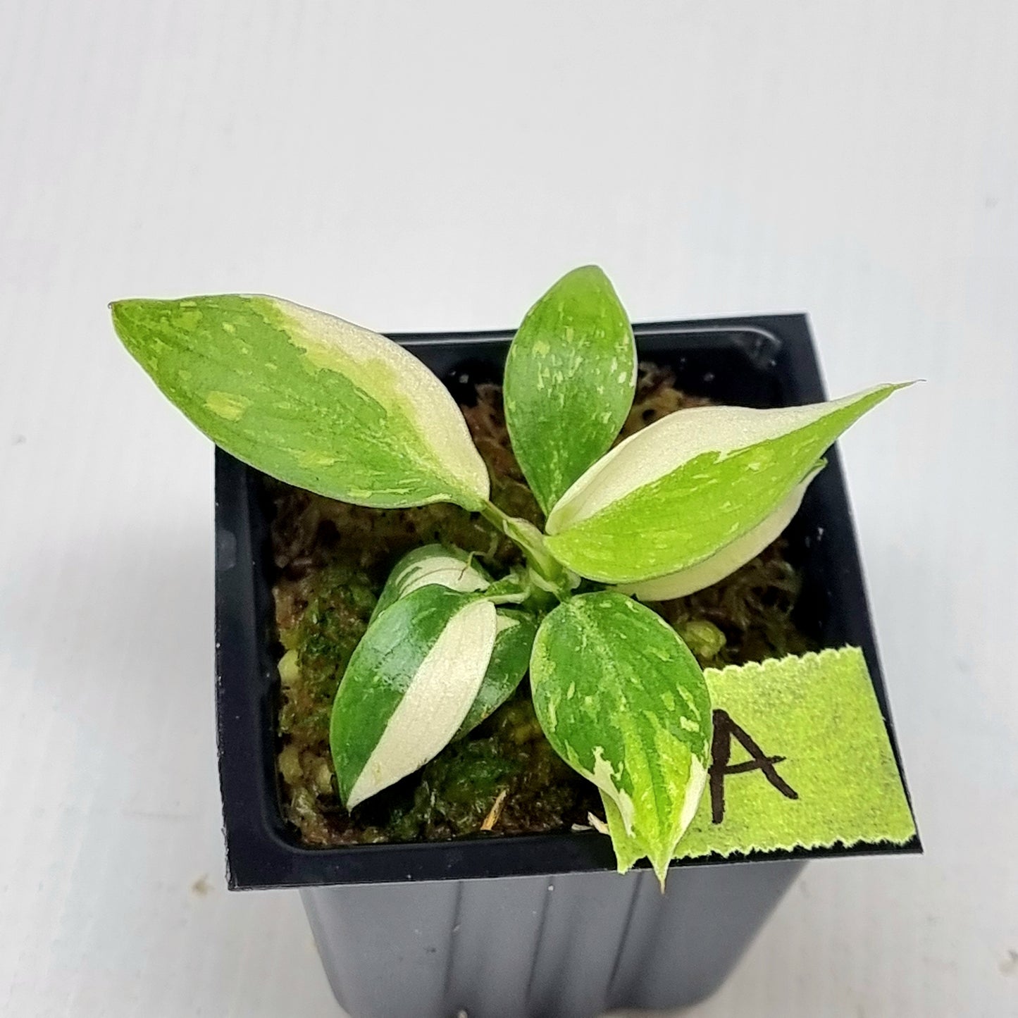 Philodendron gloriosum Tricolour Variegated