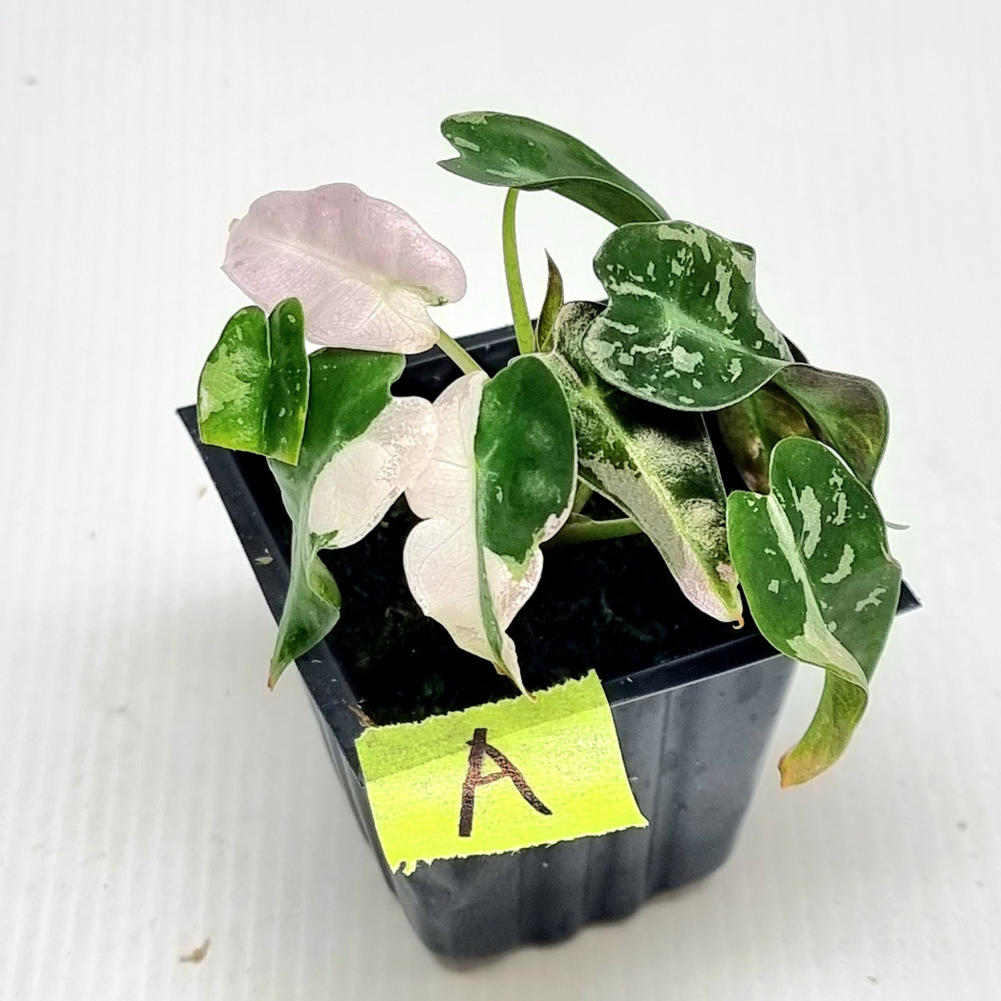 Alocasia Pink Swirl variegated