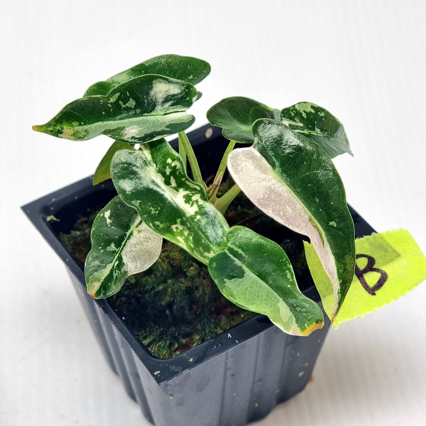 Alocasia Pink Swirl variegated