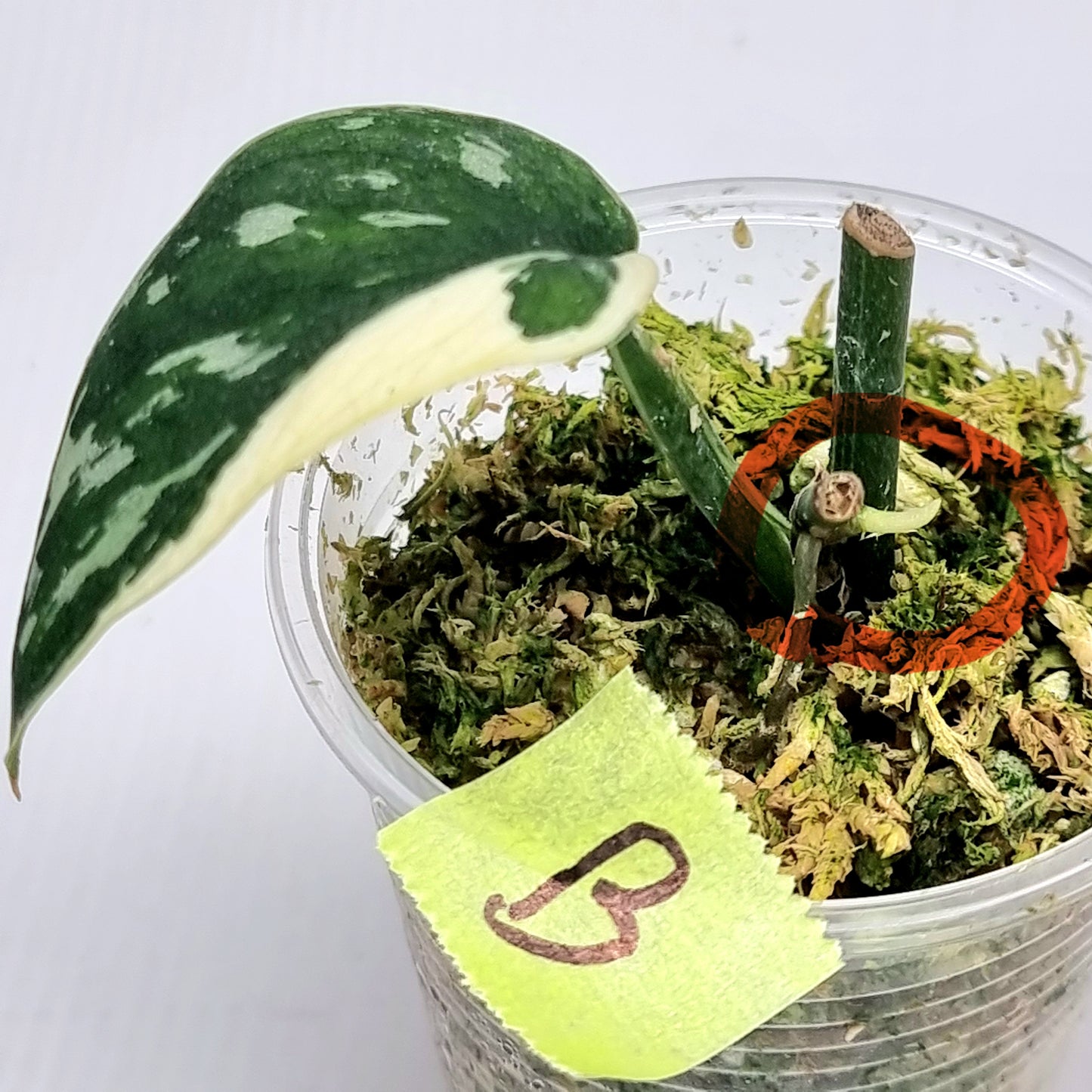 Variegated Scindapsus pictus Albo AKA Scindapsus Mayari
