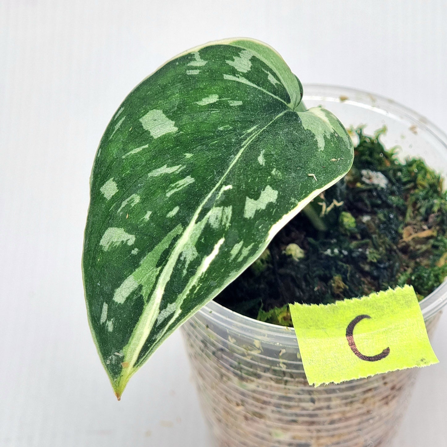 Variegated Scindapsus pictus Albo AKA Scindapsus Mayari