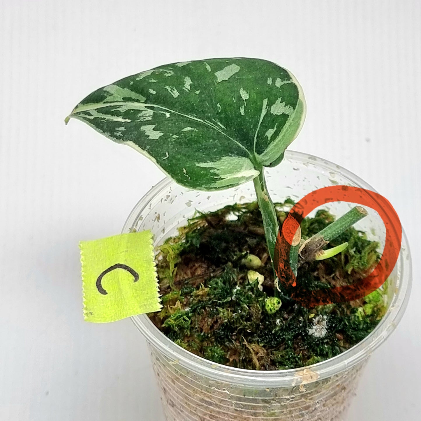 Variegated Scindapsus pictus Albo AKA Scindapsus Mayari