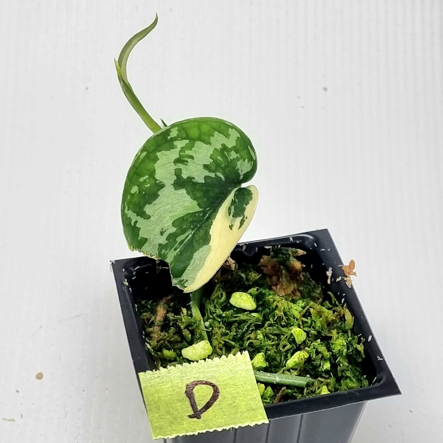 Variegated Scindapsus pictus Albo AKA Scindapsus Mayari
