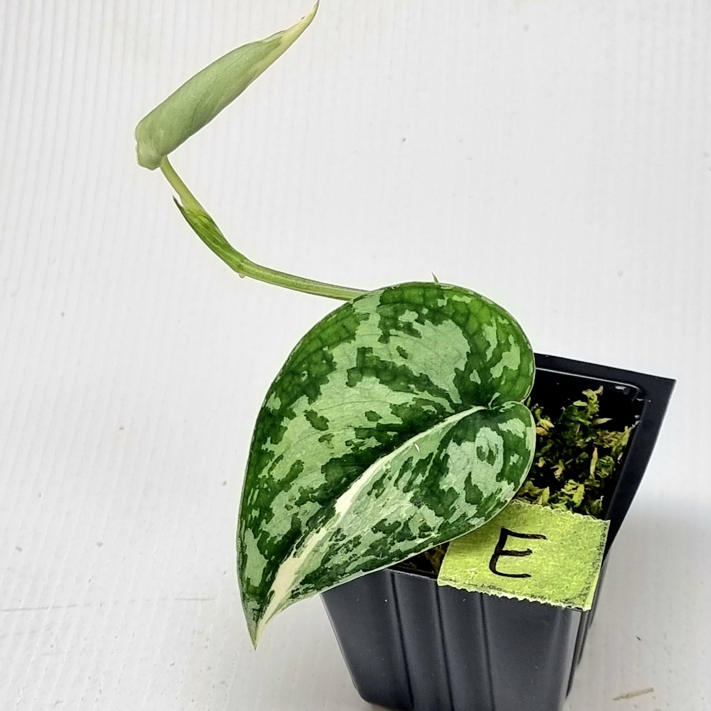 Variegated Scindapsus pictus Albo AKA Scindapsus Mayari