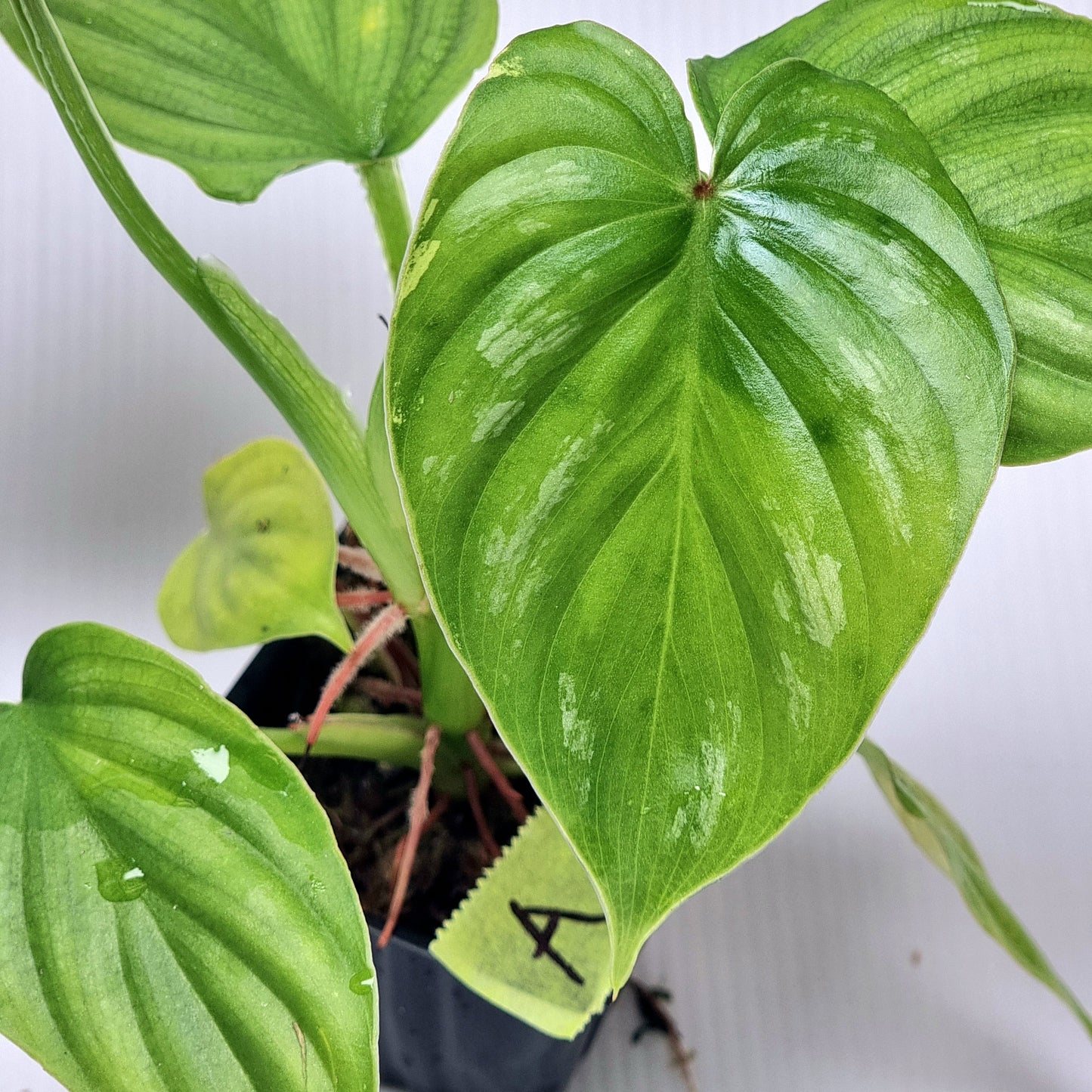 Philodendron plowmanii LOW Variegated
