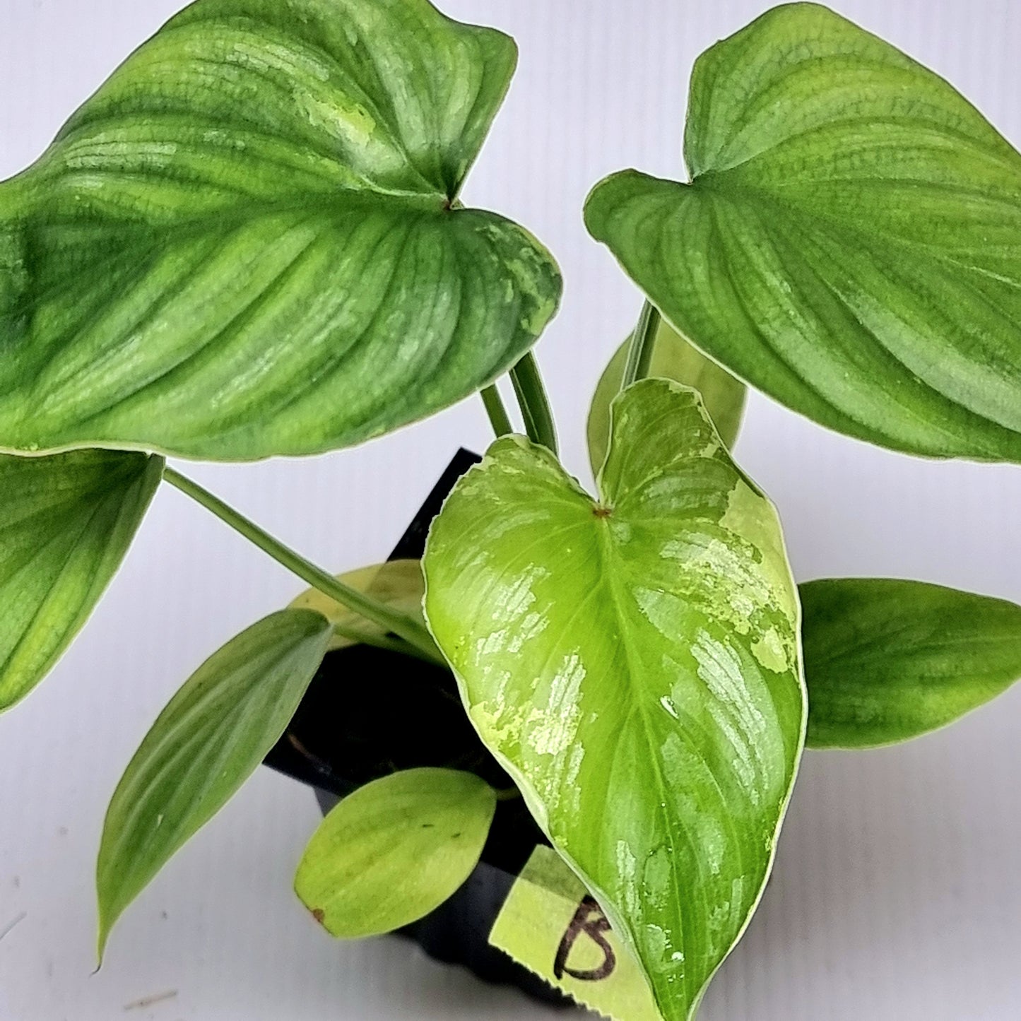 Philodendron plowmanii LOW Variegated