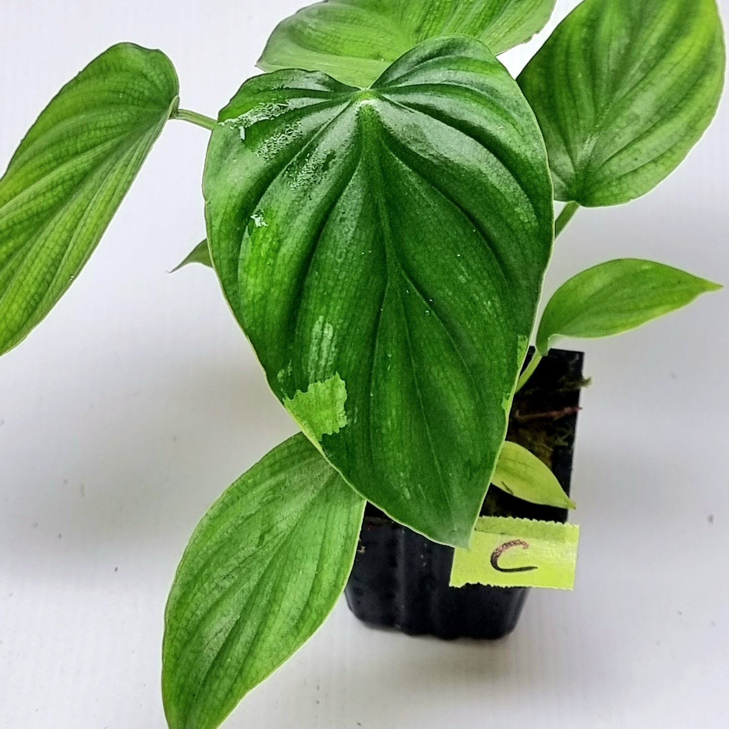 Philodendron plowmanii LOW Variegated