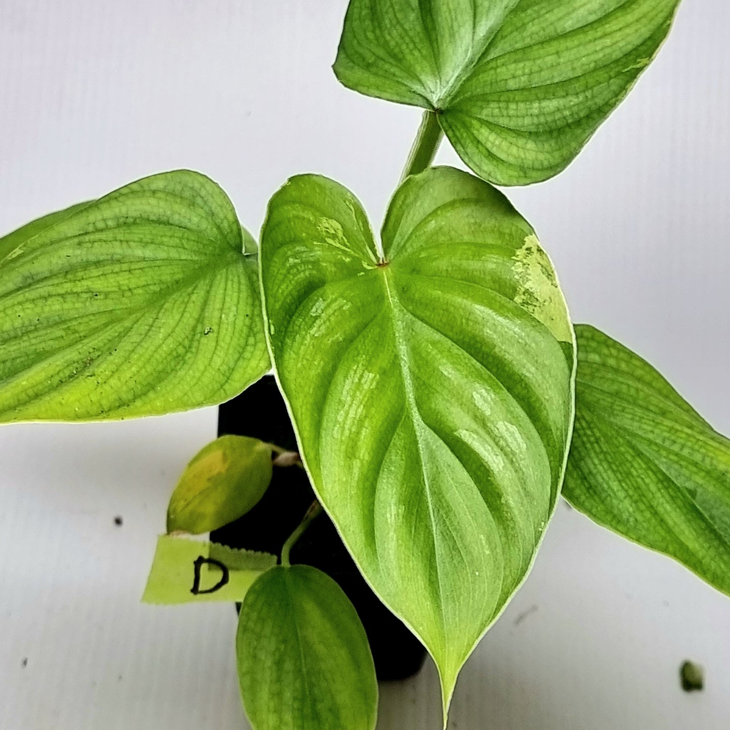 Philodendron plowmanii LOW Variegated