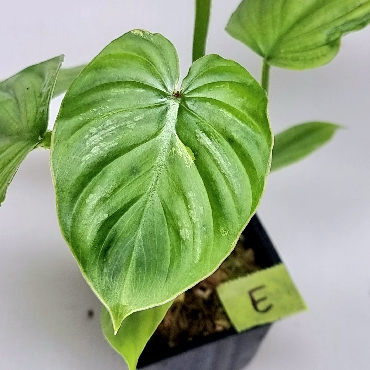 Philodendron plowmanii LOW Variegated