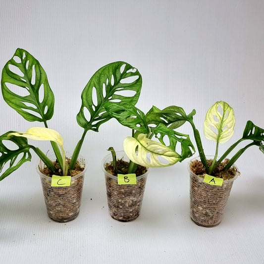Monstera adansonii "Archipelago" variegated