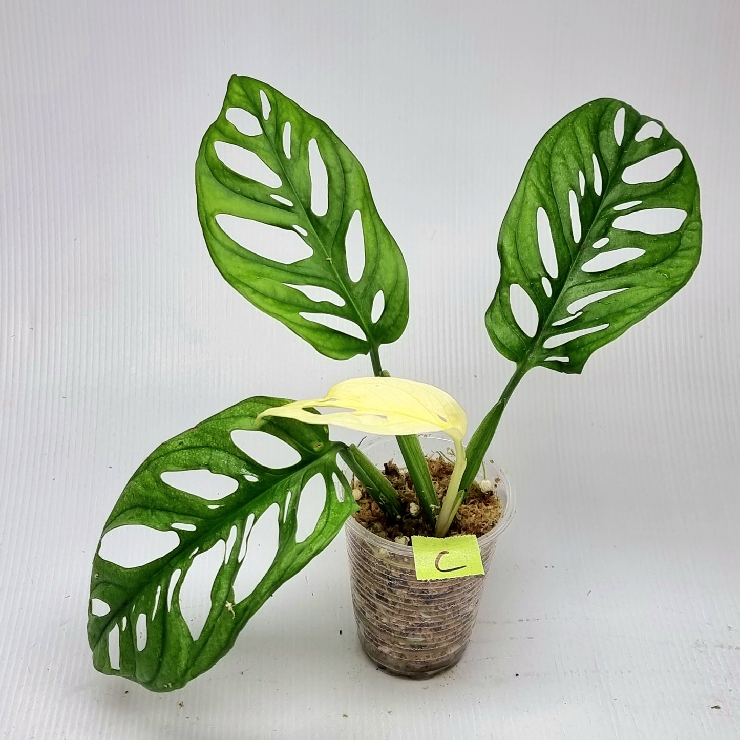 Monstera adansonii "Archipelago" variegated