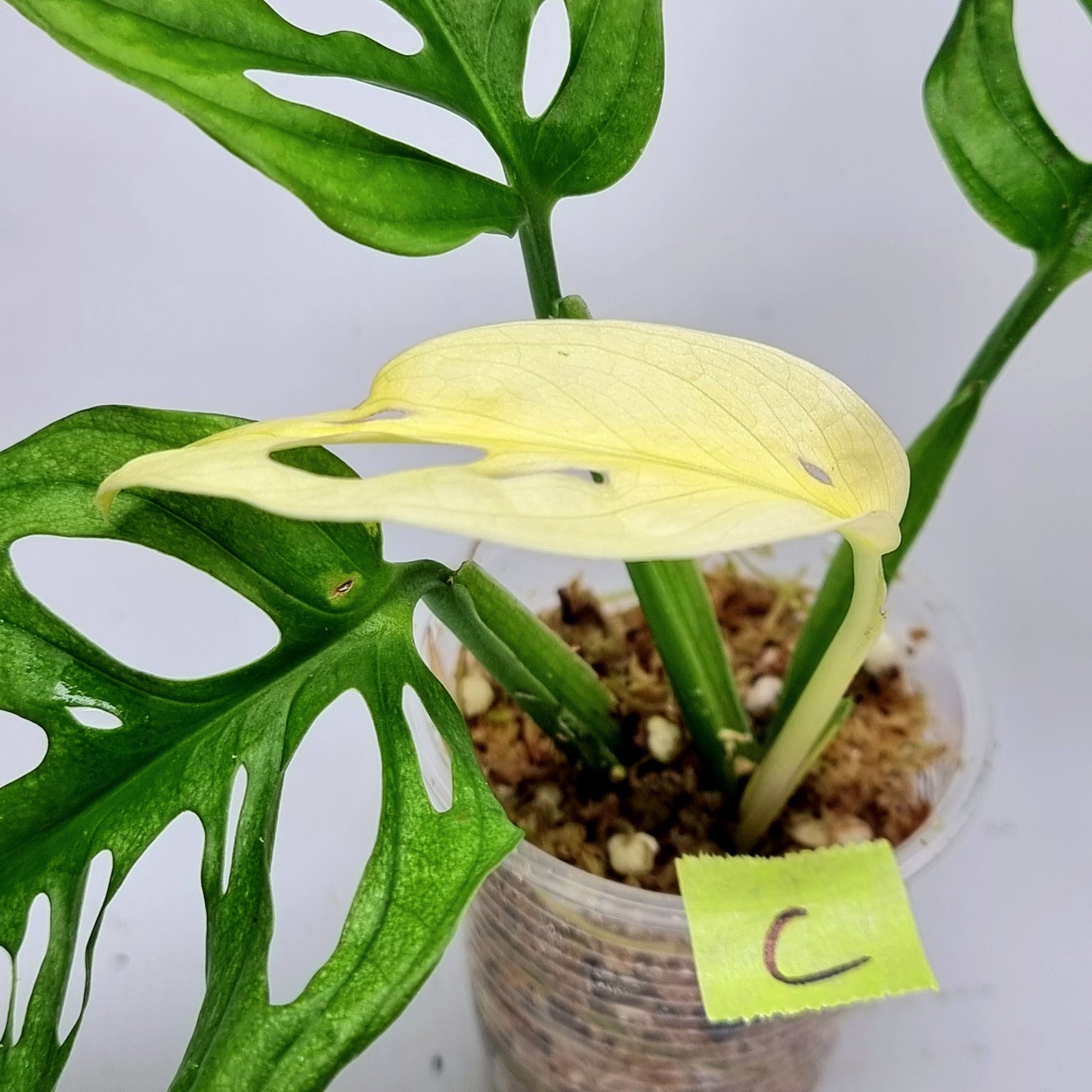 Monstera adansonii "Archipelago" variegated