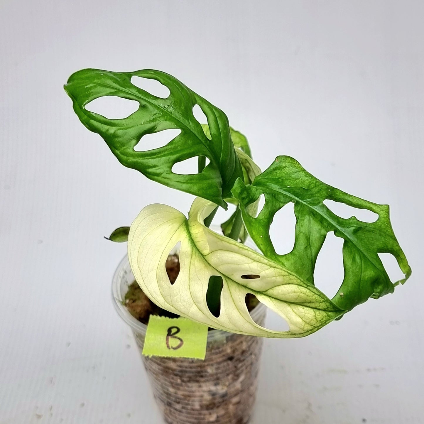 Monstera adansonii "Archipelago" variegated