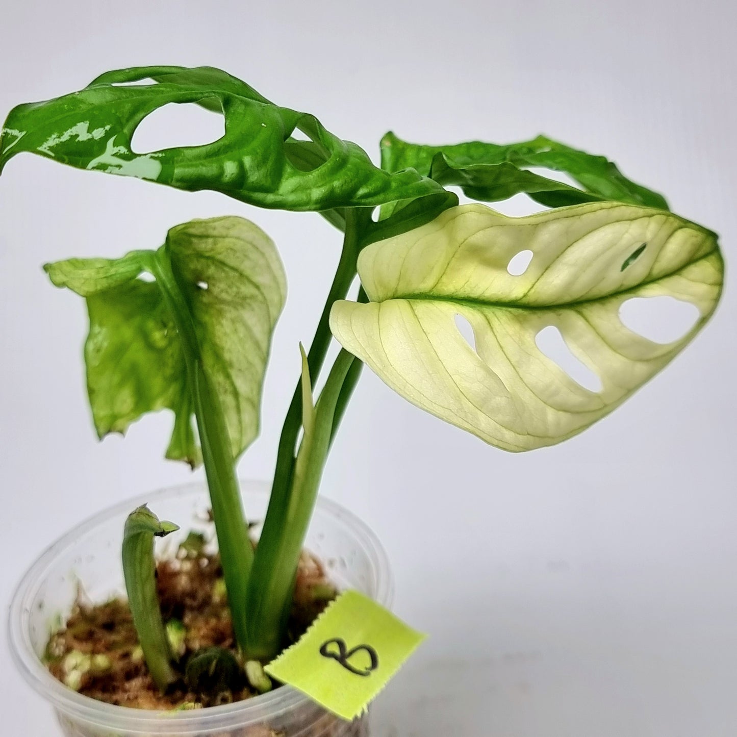 Monstera adansonii "Archipelago" variegated