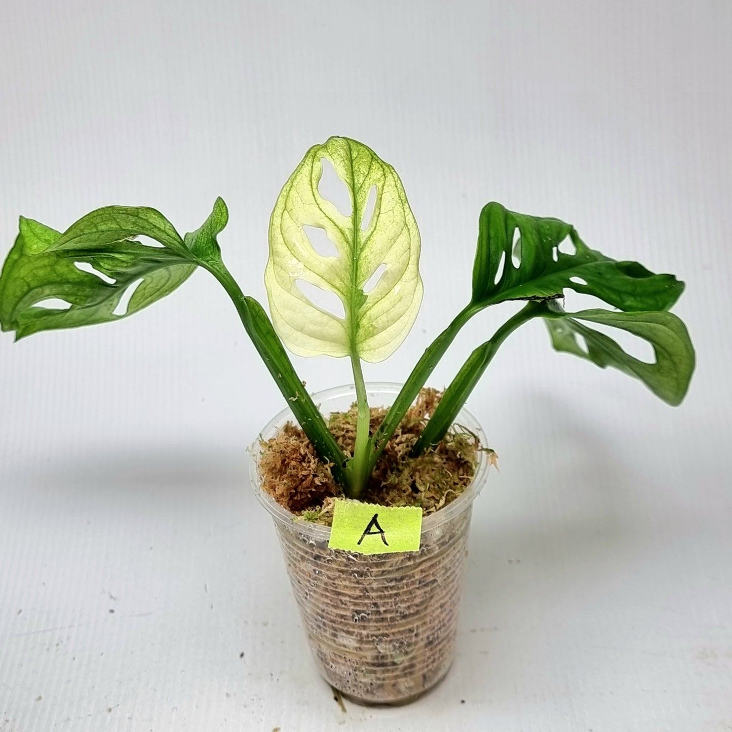 Monstera adansonii "Archipelago" variegated