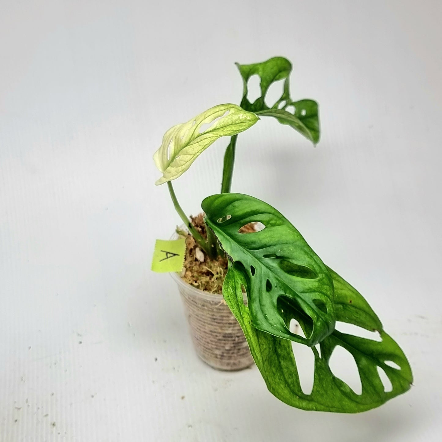 Monstera adansonii "Archipelago" variegated