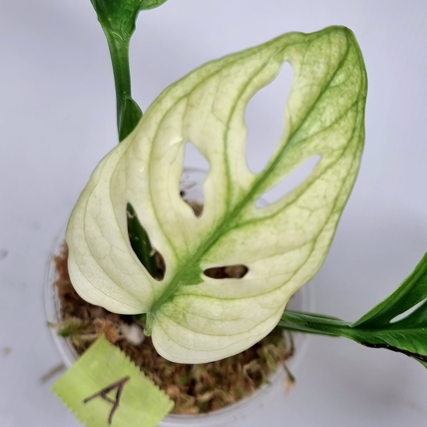 Monstera adansonii "Archipelago" variegated
