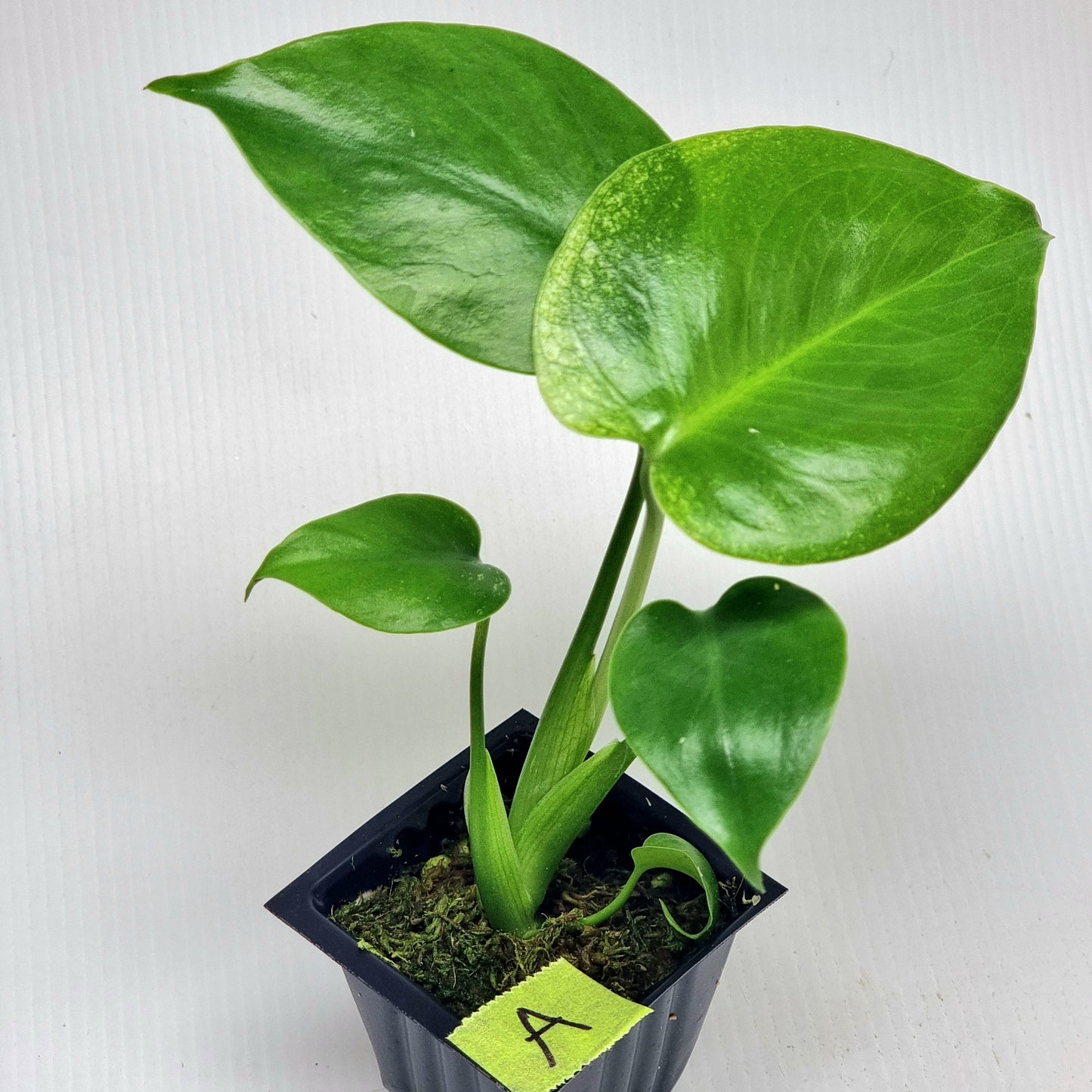 Monstera Devils Monster