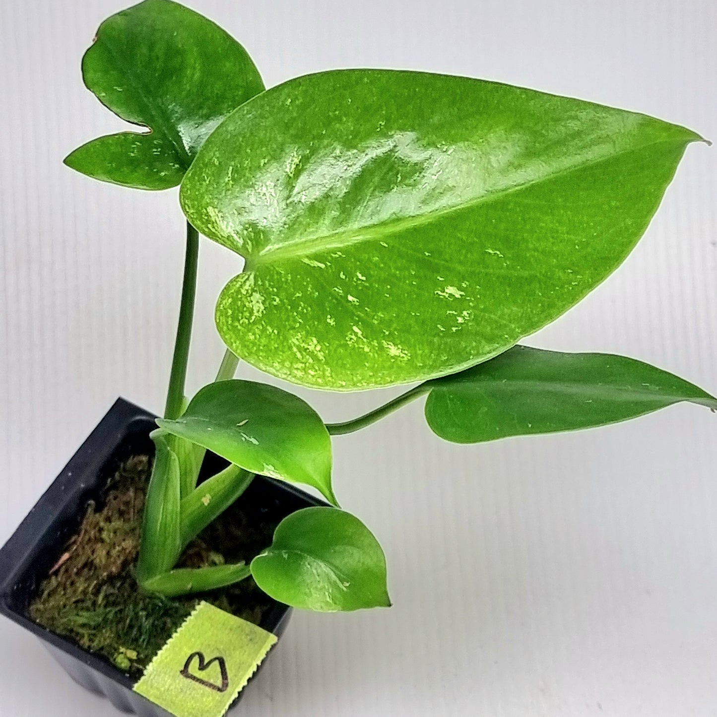 Monstera Devils Monster