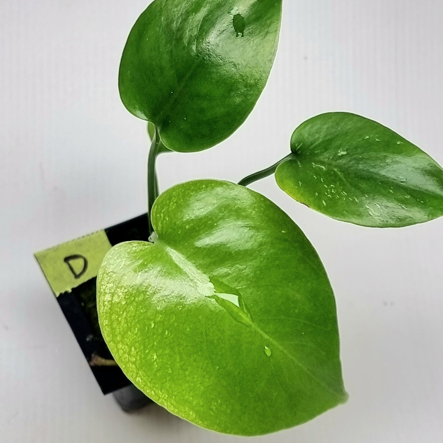 Monstera Devils Monster
