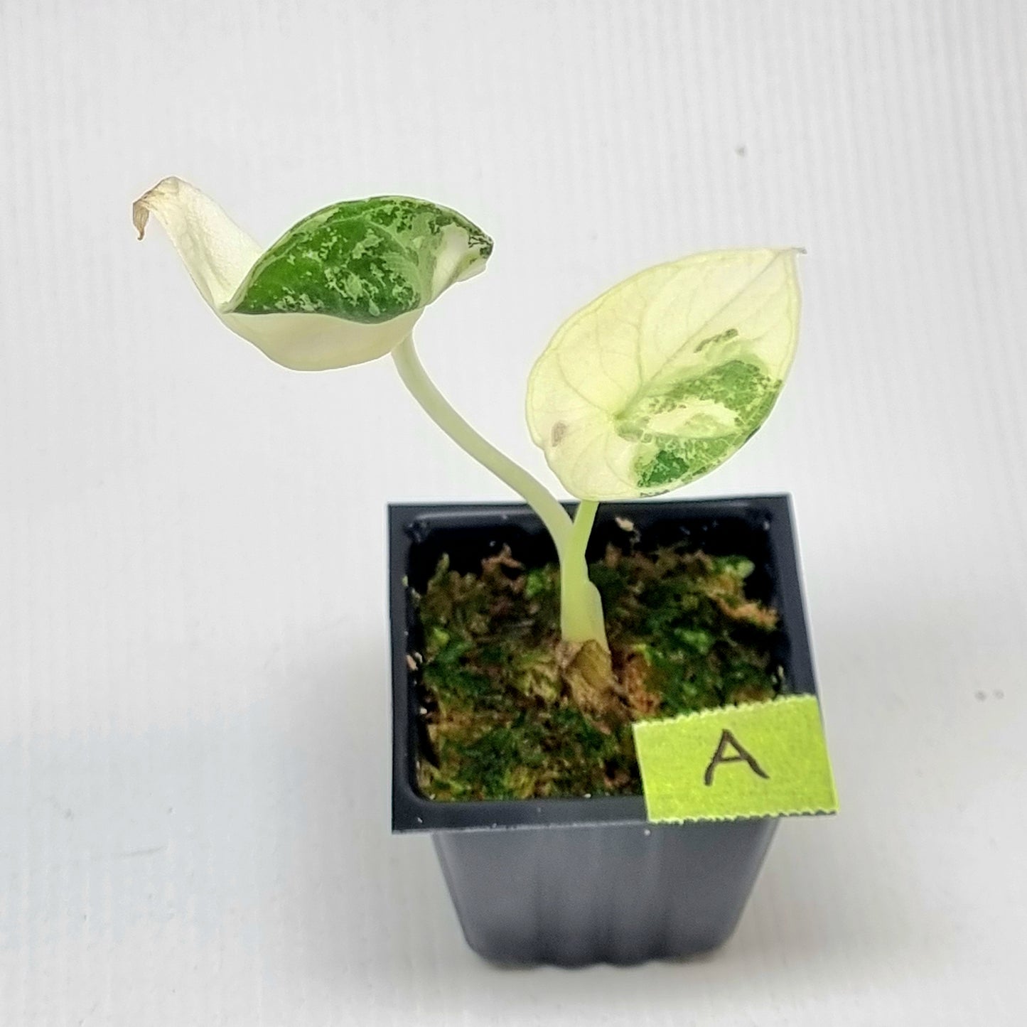 Alocasia Ninja Albo Variegated