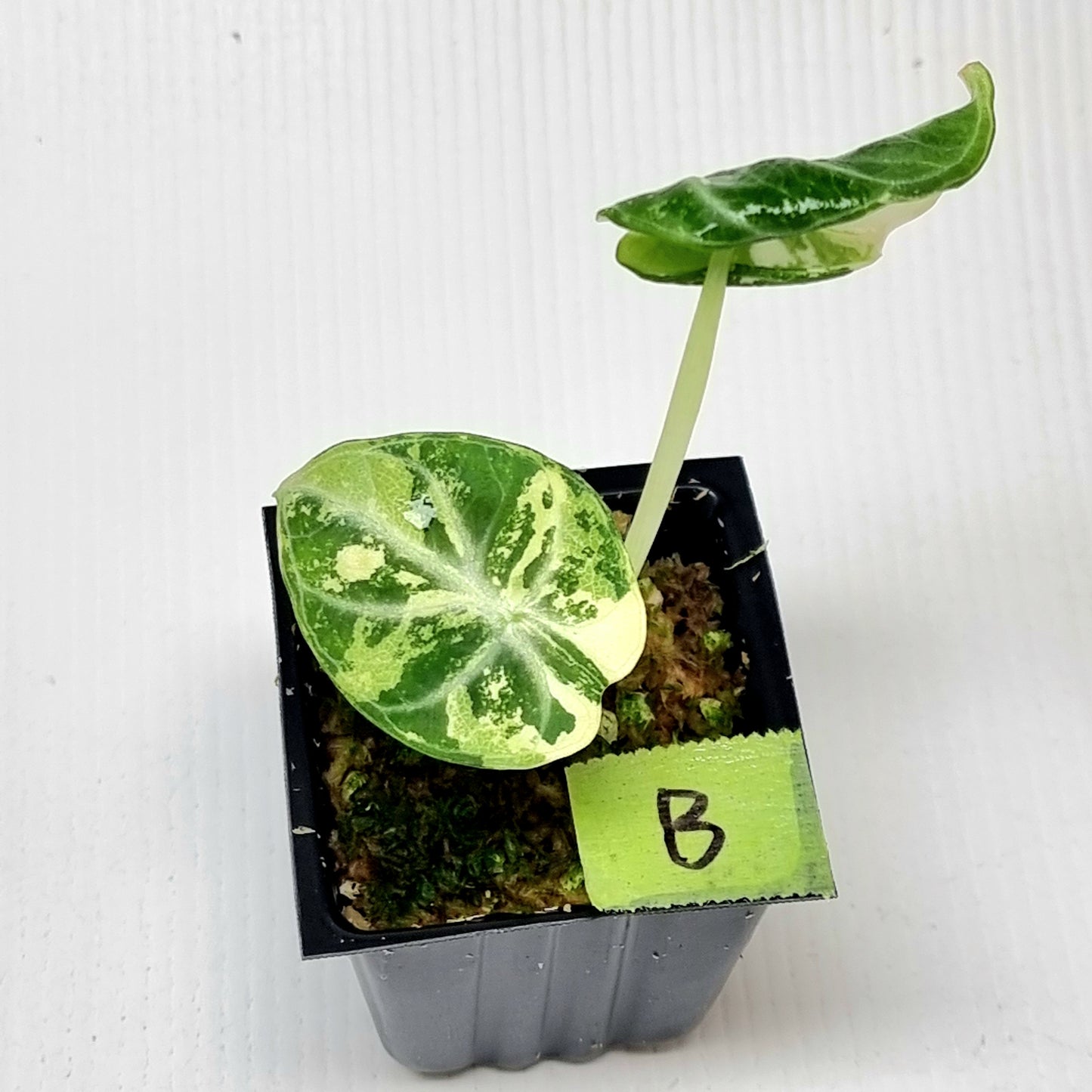 Alocasia Ninja Albo Variegated