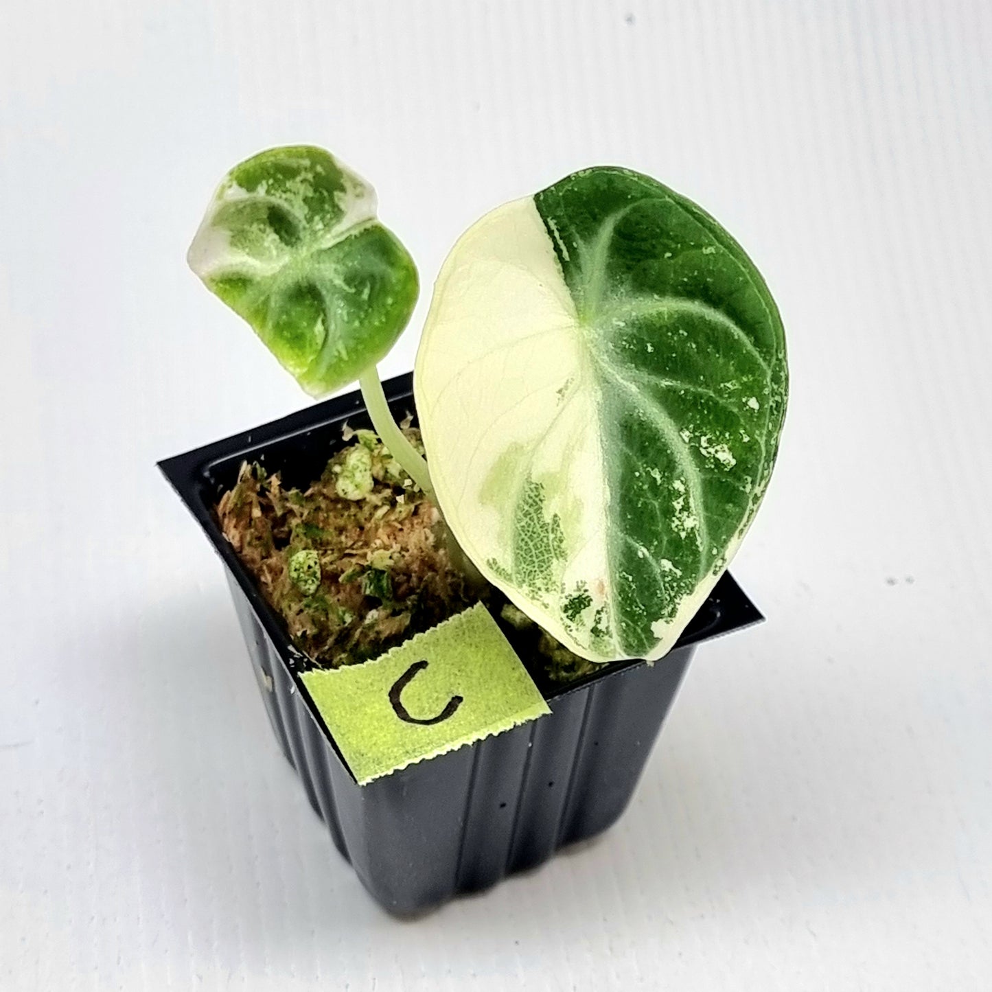 Alocasia Ninja Albo Variegated