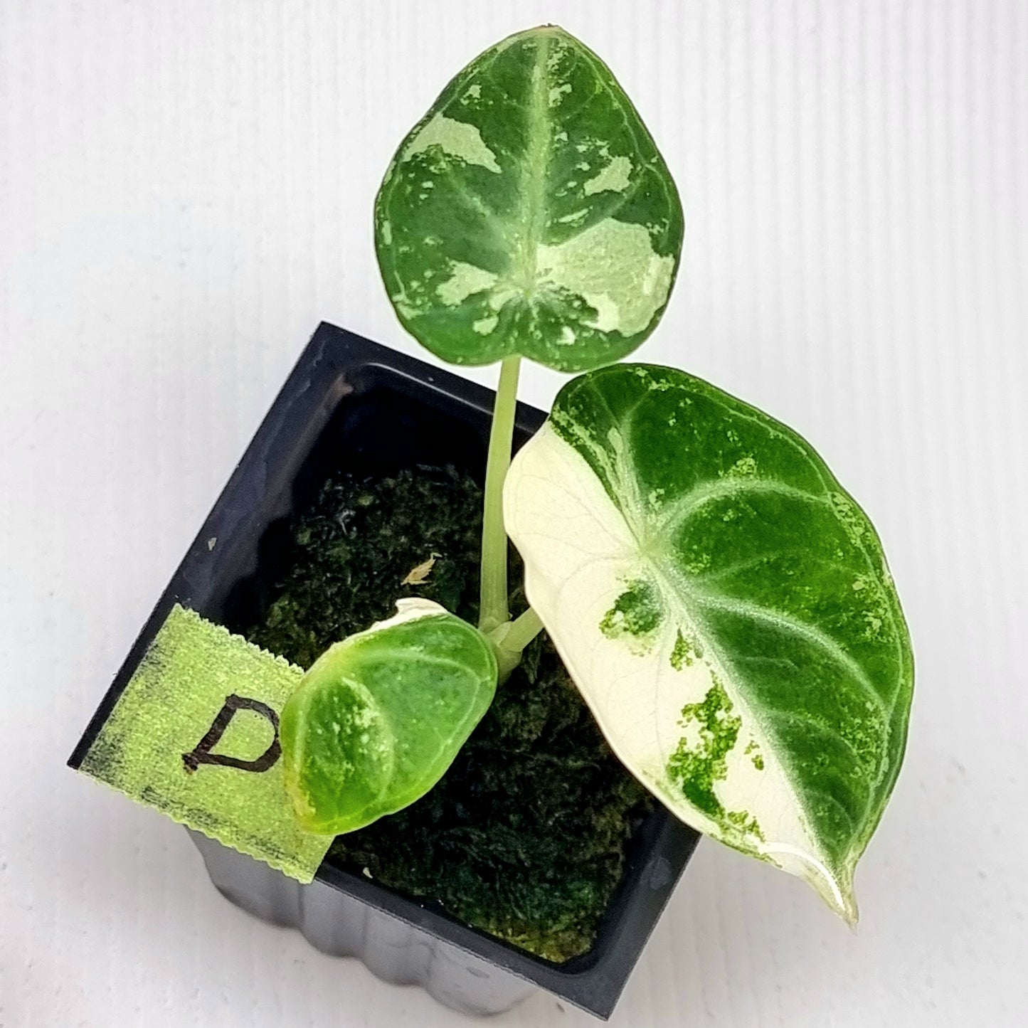Alocasia Ninja Albo Variegated