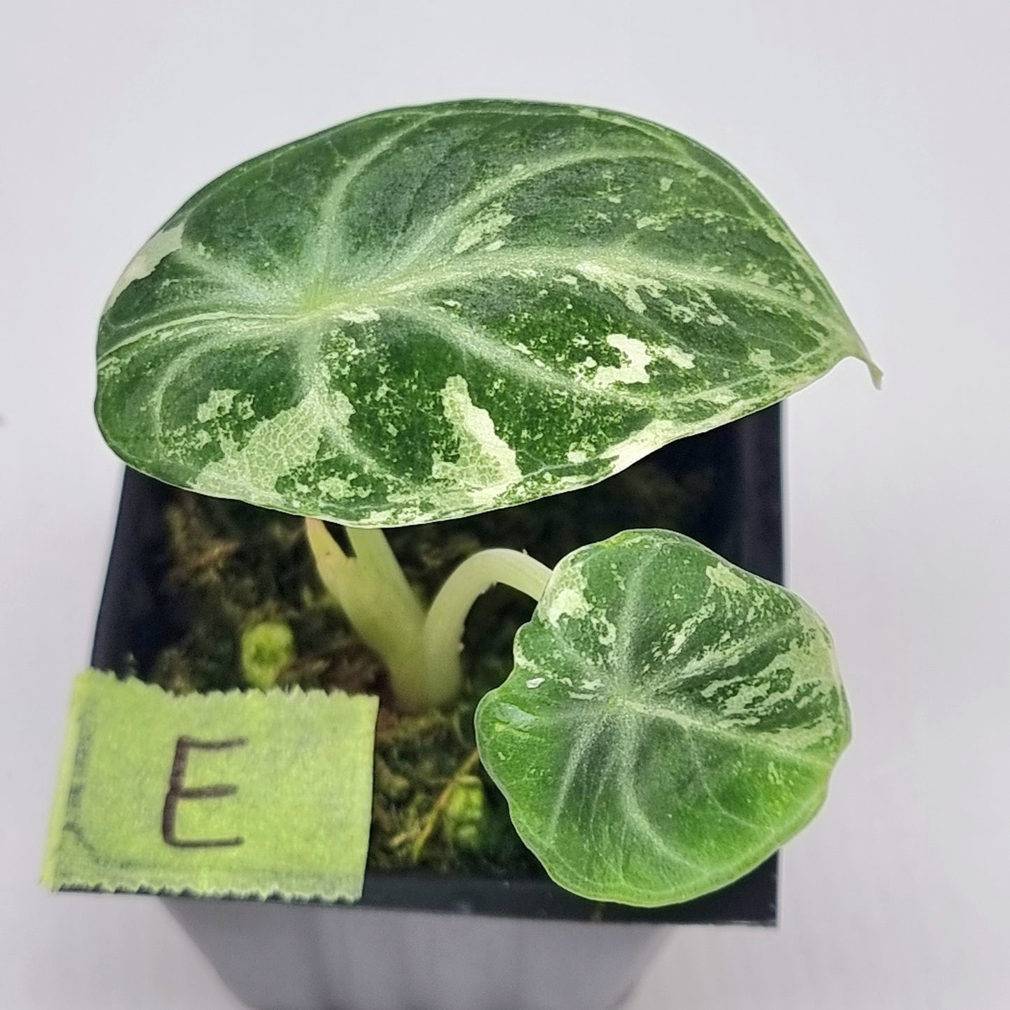 Alocasia Ninja Albo Variegated
