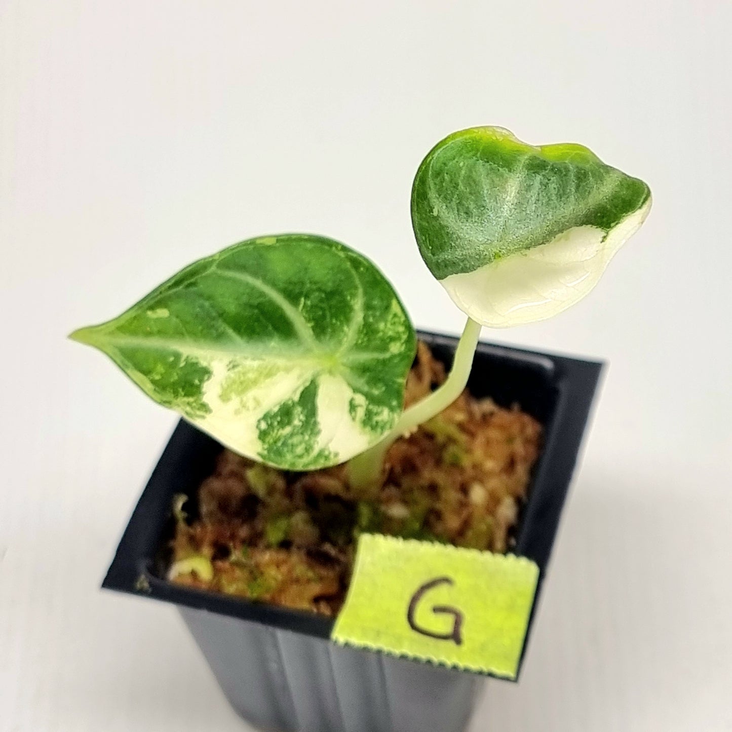 Alocasia Ninja Albo Variegated