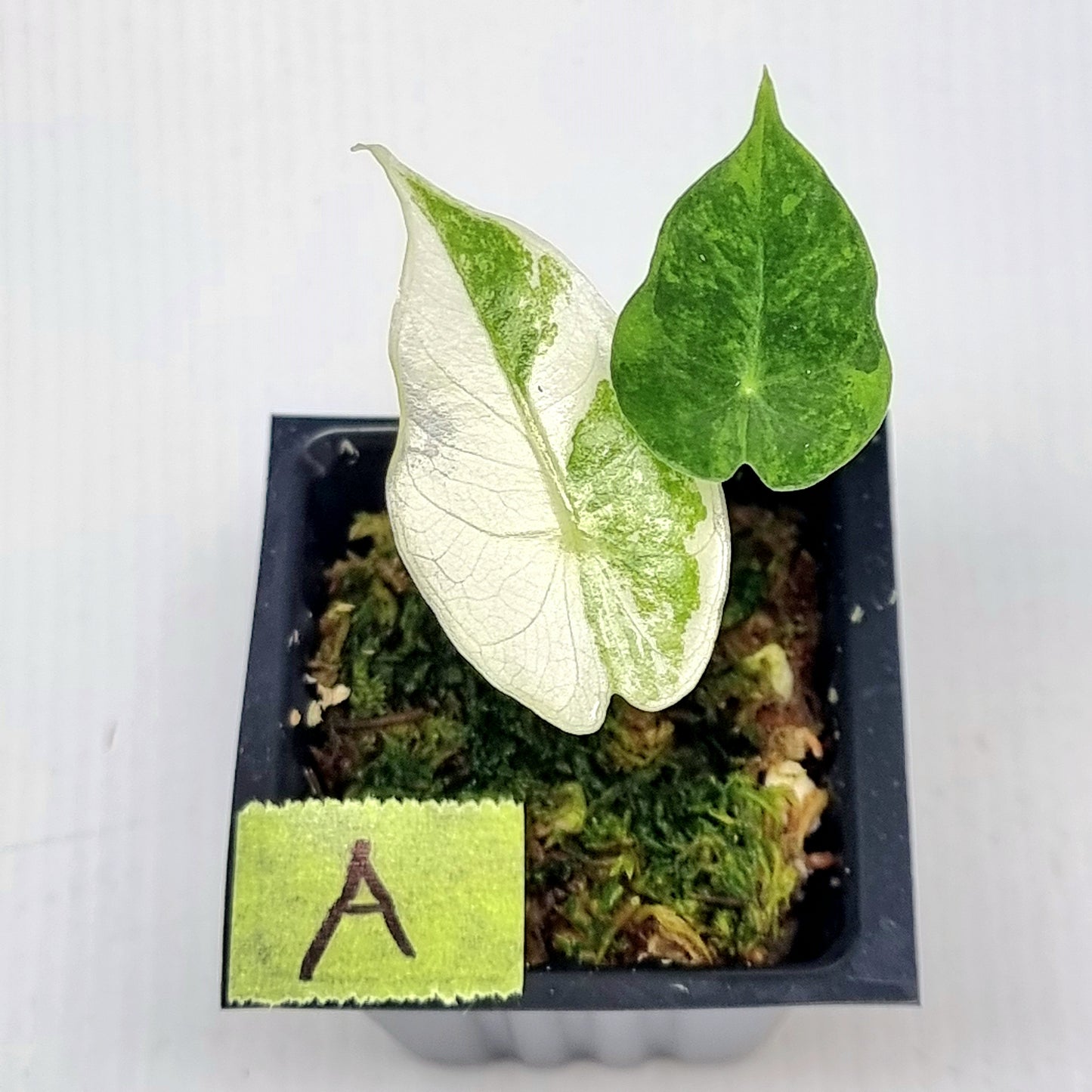 Alocasia Nairobi Night Variegated