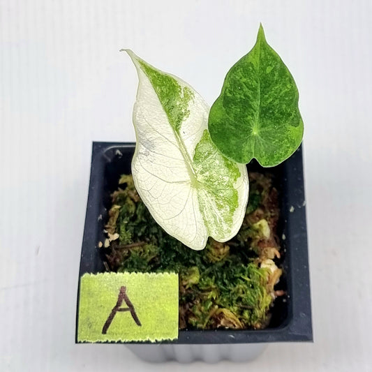 Alocasia Nairobi Night Variegated