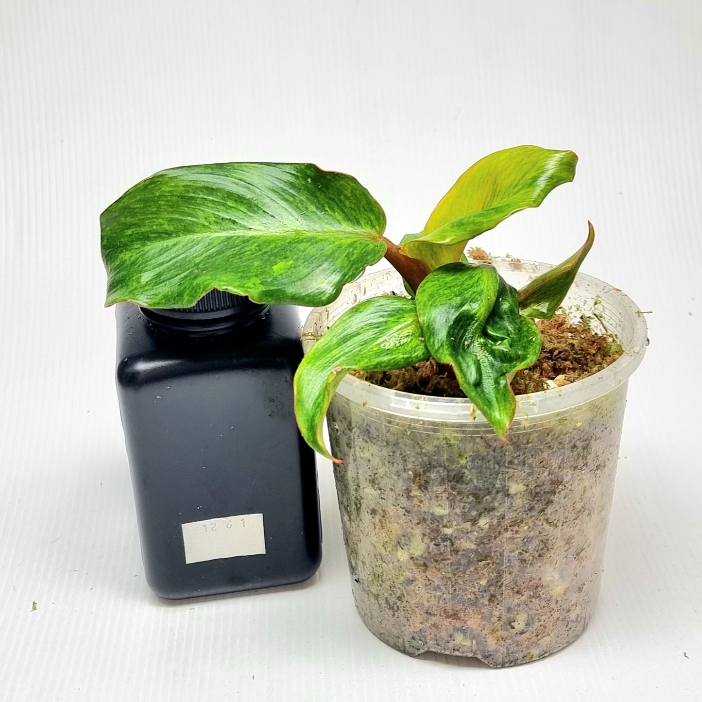 Philodendron Orange Marmalade