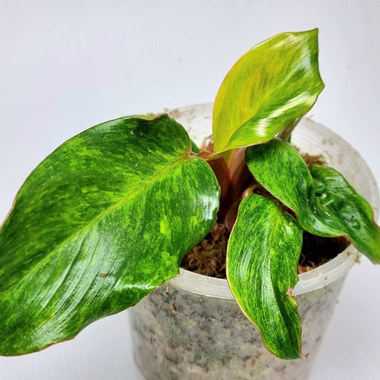 Philodendron Orange Marmalade